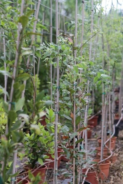 „Árboles de Mallorca“ bei Biniali: von den kleinen Pflanzen zu den großen Bäumen.