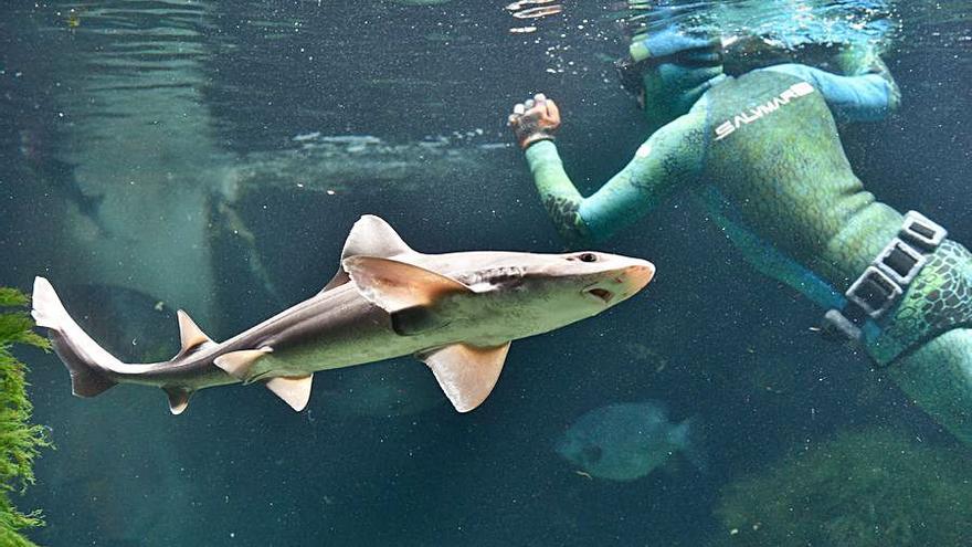 Un submarinista, en el tanque que ocupan los tiburones.