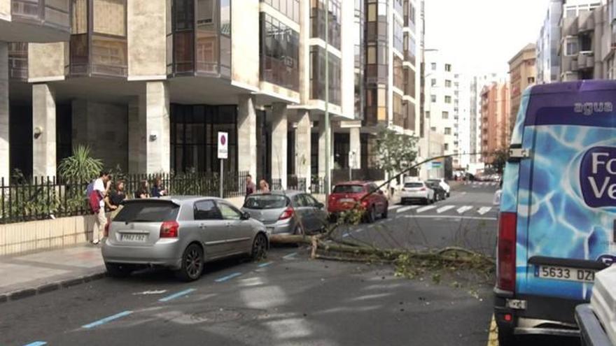 Un árbol cae en mitad de la calzada de la calle Cayetano de Lugo