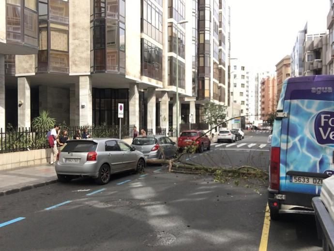 Un árbol cae en mitad de la calzada de la calle Cayetano de Lugo