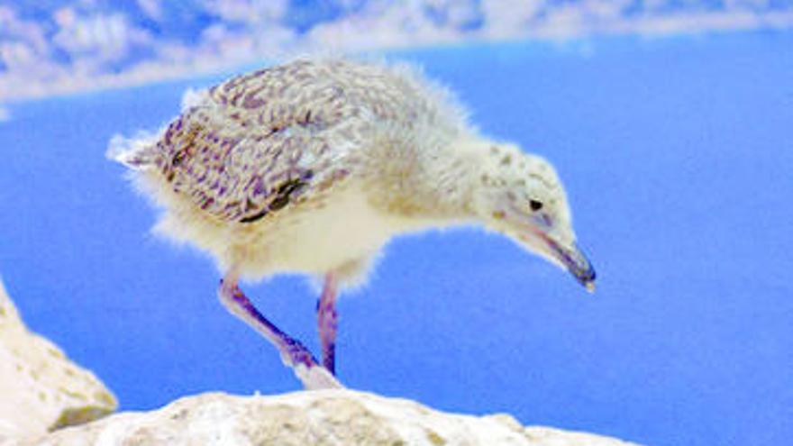 Los polluelos de la gaviota patiamarilla crecen en Calp