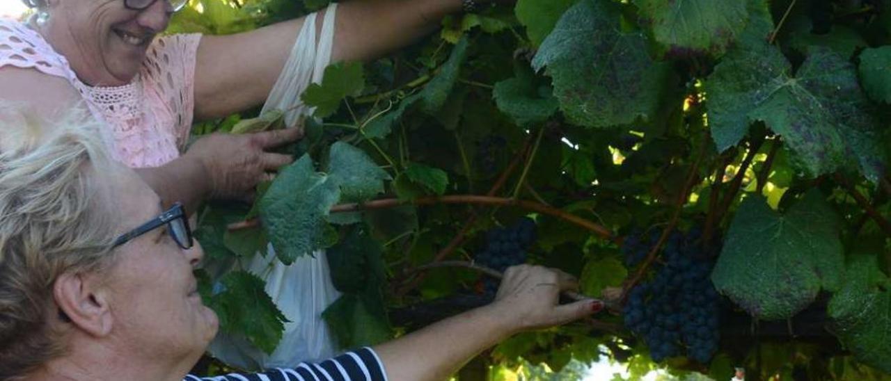 Dos vecinas comprueban el estado de las uvas en una viña en el lugar de Outeiro, en Bueu. // Gonzalo Núñez
