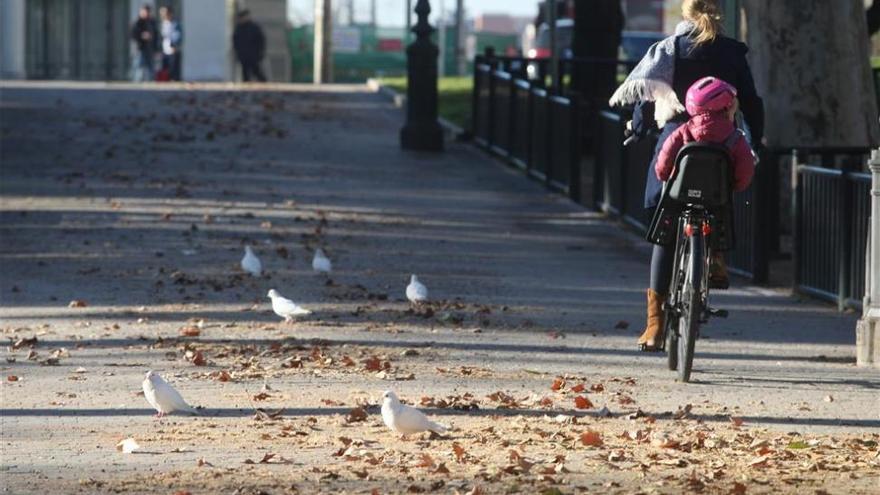 El Partido Animalista lleva al juzgado la muerte masiva de palomas