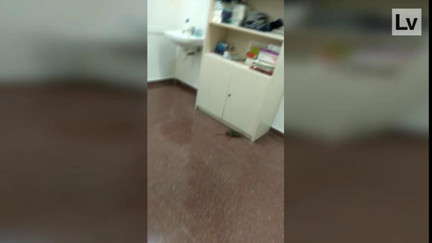 Una rata pasea por el Centro de Salud de Castellar-Oliveral