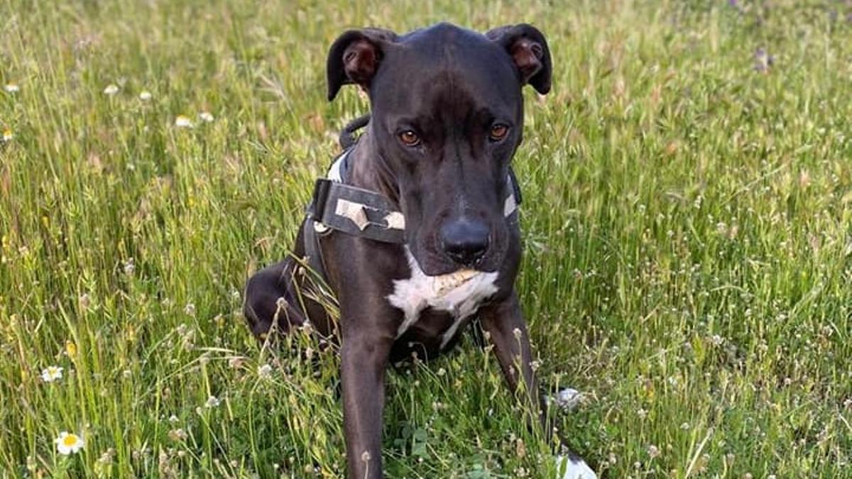 Trobat el Brutus, un gos perdut durant l’explosió de gas a Madrid
