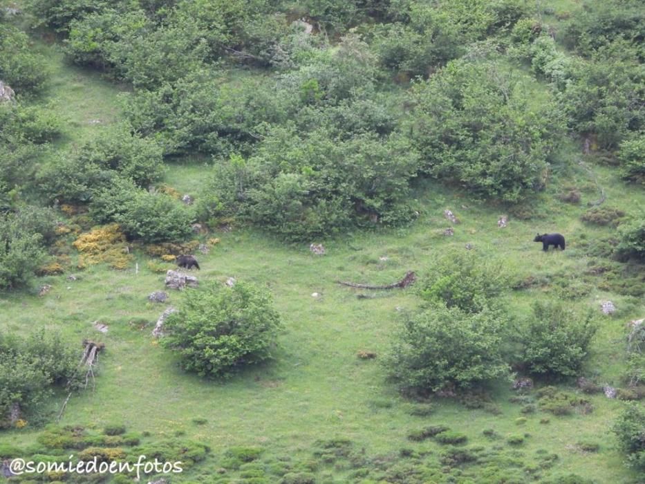 Avistamiento de osos en celo en Pola de Somiedo