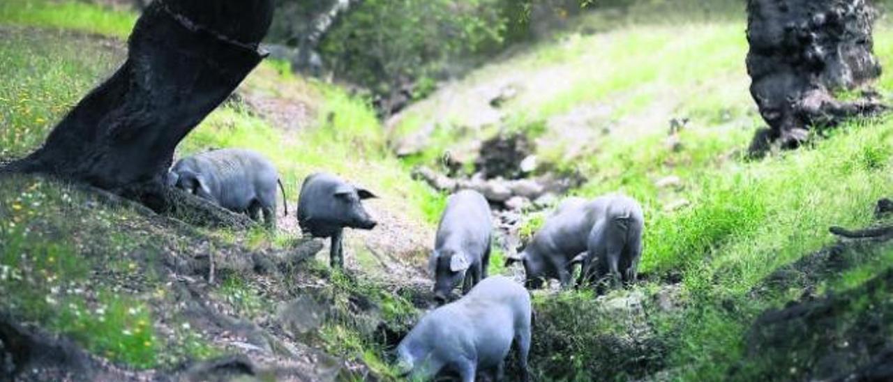 El cerdo extremeño  conquista Japón