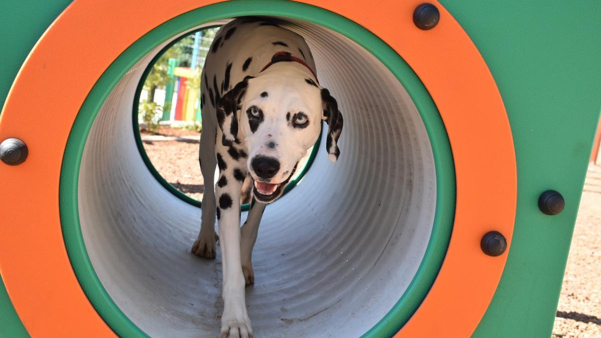 Inaugurado un parque para perros en Tabaiba - El Día