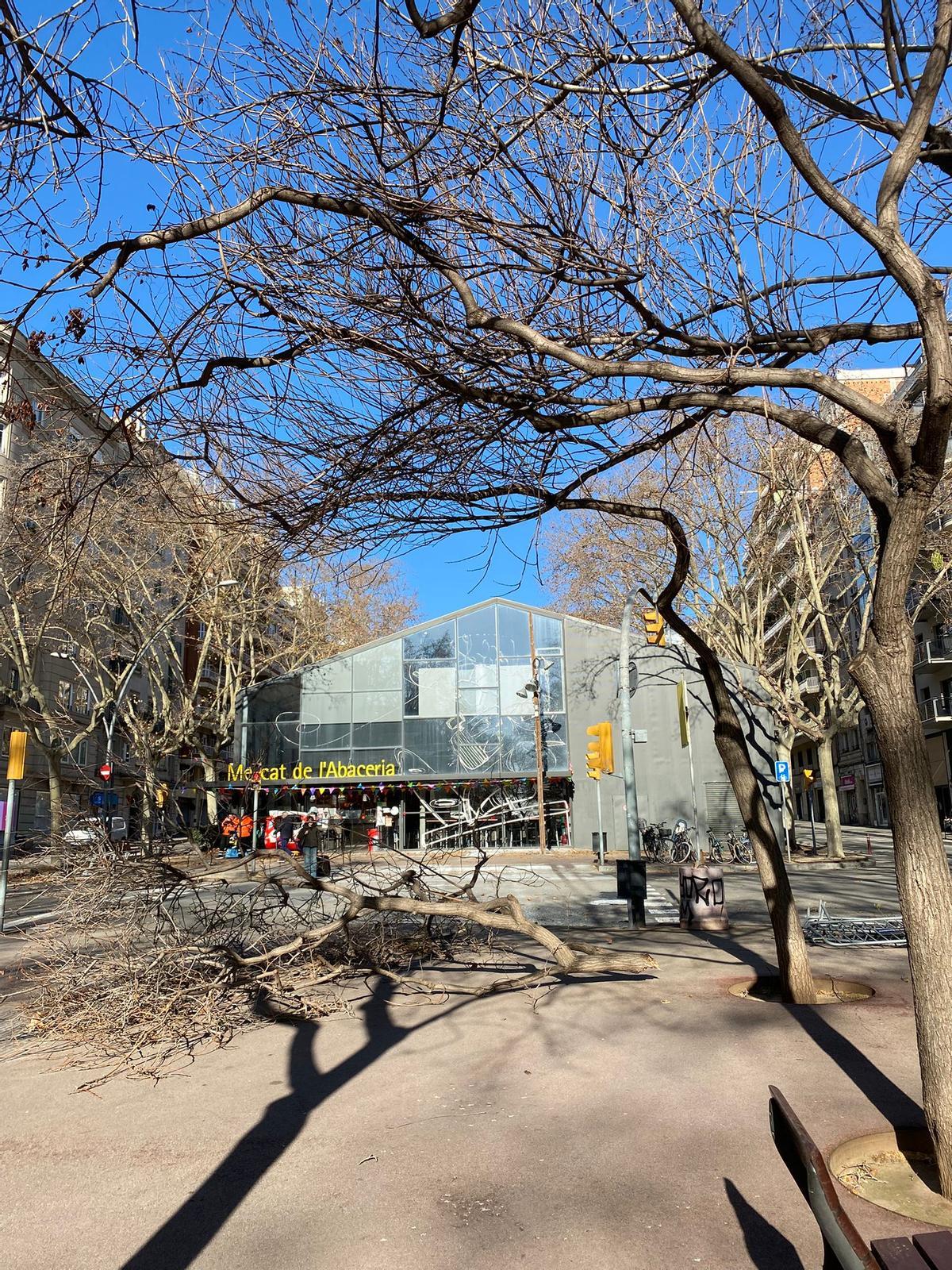 Arbres caiguts a Barcelona