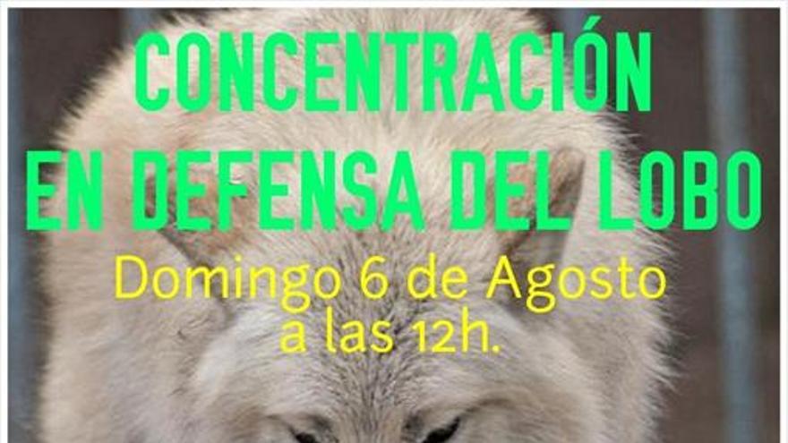 Los ecologistas convocan una manifestación a favor del lobo