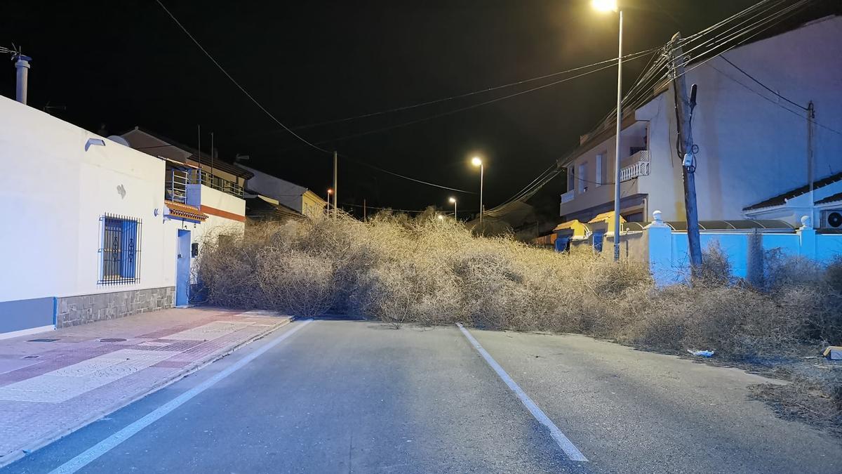 Una montaña de plantas rodantes corta el tráfico de una calle de San Pedro.