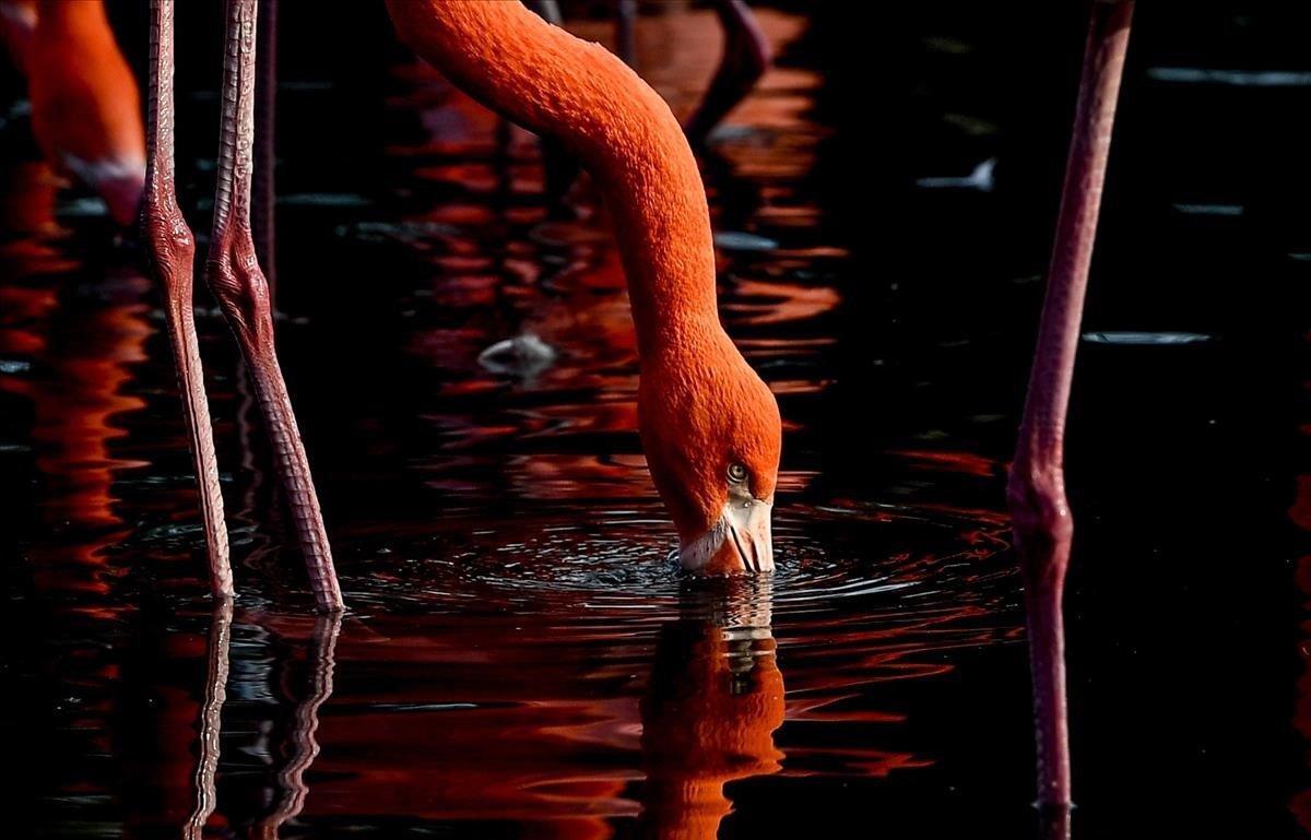 Un flamenco busca alimento en un zoo de Dresde, Alemania.