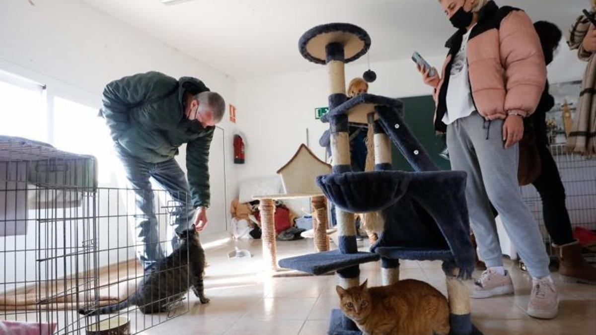 Imagen de una de las salas para acoger gatos.