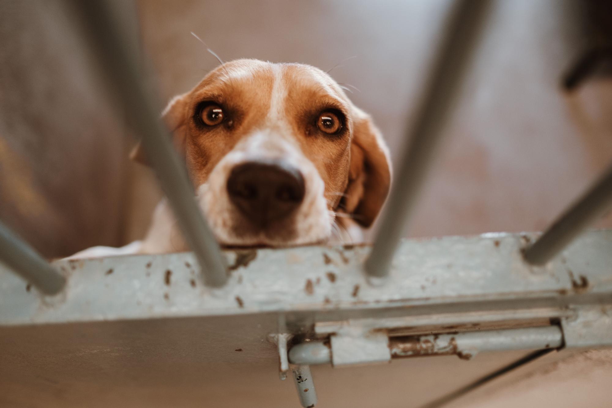 Abandono de perros y gatos en Mallorca: faltan voluntarios en Son Reus