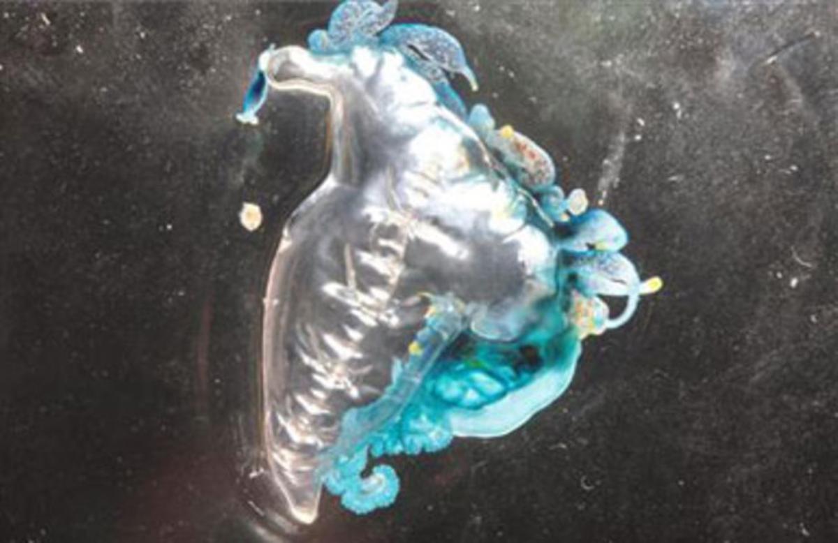 ’Physalia phisalis’, la temible i molt verinosa medusa anomenada borm de vela.