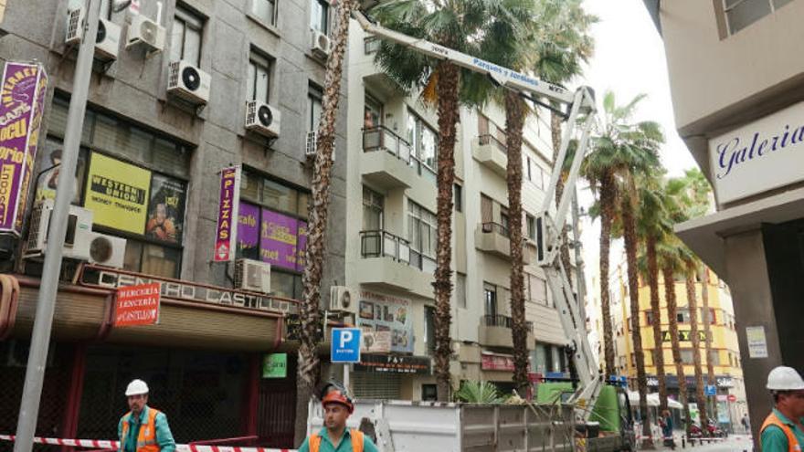 Los operarios proceden a la retirada de la palmera de Imeldo Serís.