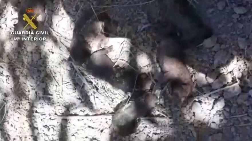 Investigan a dos personas en Teruel por enterrar vivos a seis cachorros de pastor alemán