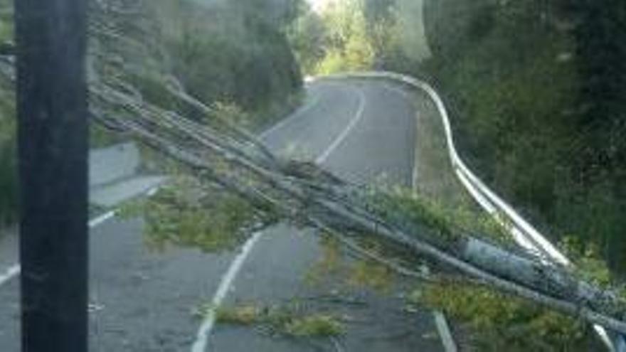 Árbol caído sobre la carretera de Trefacio a San Cirprián