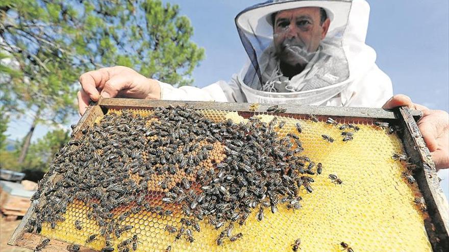La producción de miel se reduce un 70% debido a la plaga de la varroasis