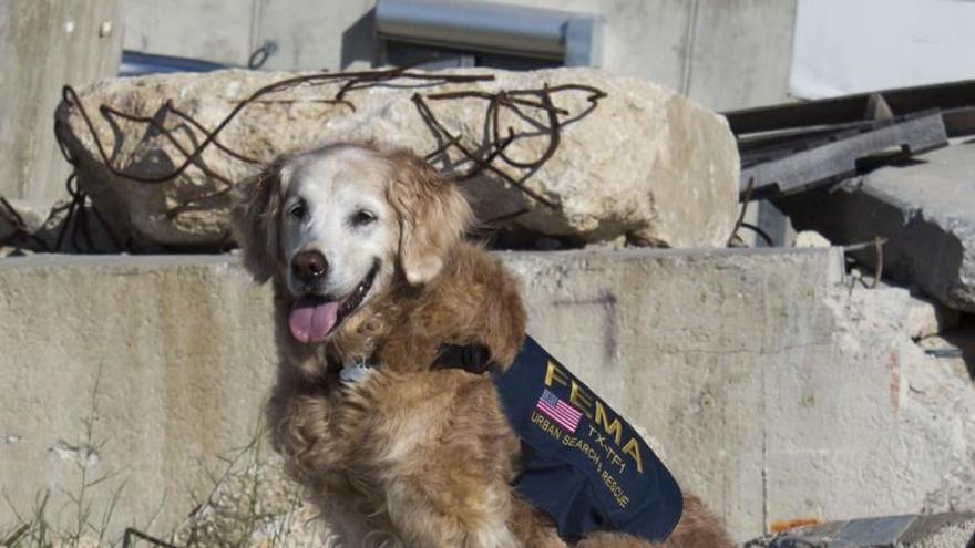 Muere Bretagne, el último perro que participó en la búsqueda de supervivientes del 11-S que quedaba vivo