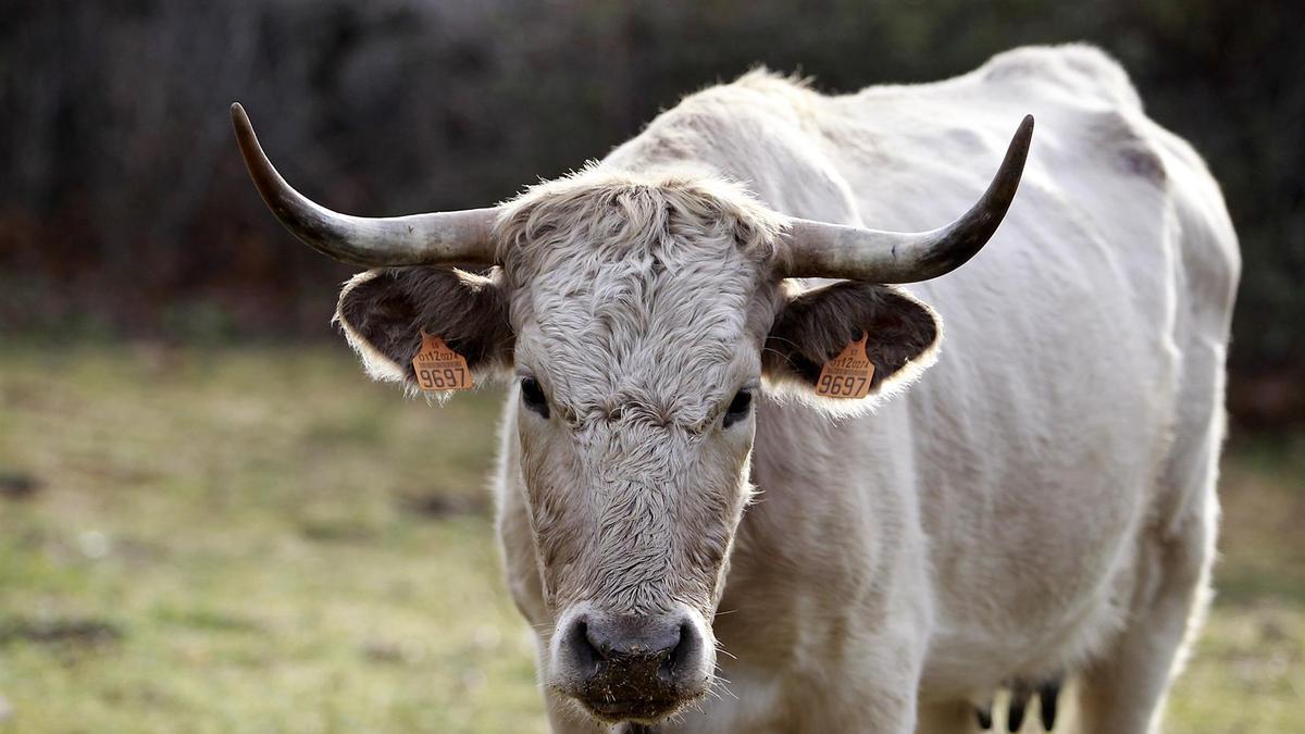 La DPZ convoca un plan extraordinario de ayudas directas a las ganaderías de lidia, dotado con 500.000 euros