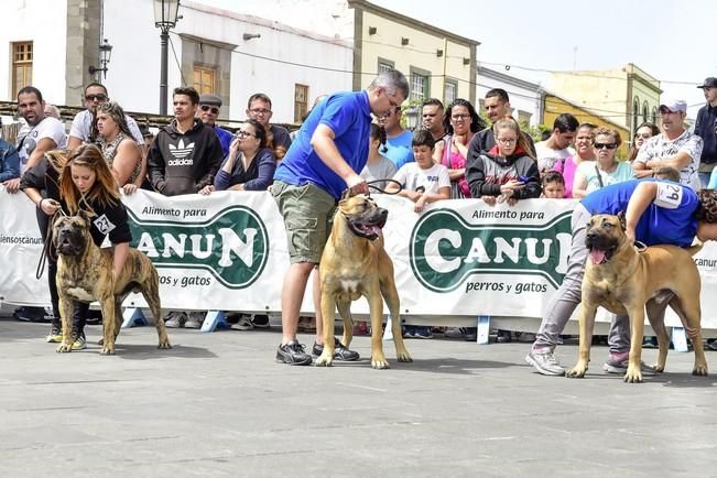 Celebración del I Certamen Nacional de perro ...