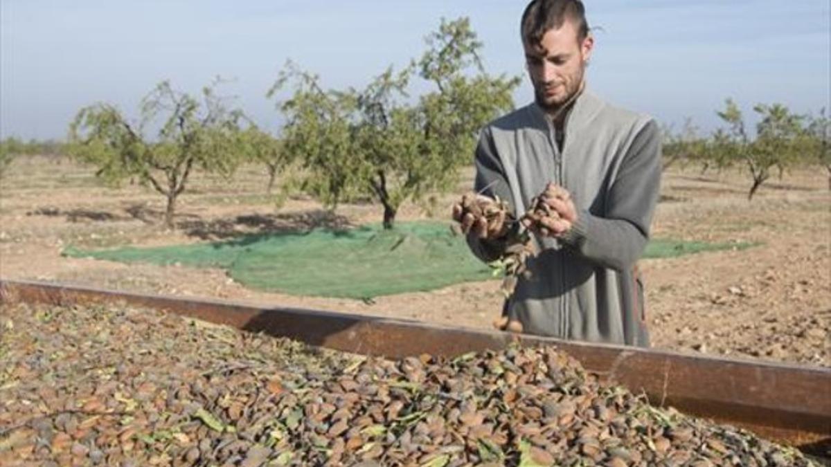 Gerad Gómez, en una finca de almendras, en Castelldans.