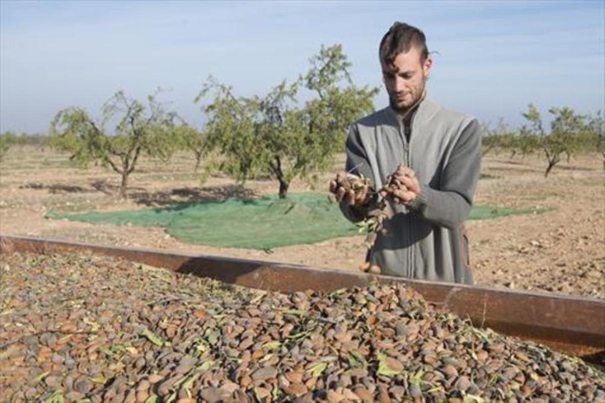 Gerard Gómez, en una finca d’ametlles, a Castelldans. Gerard Gómez, en una finca d’ametlles, a Castelldans.