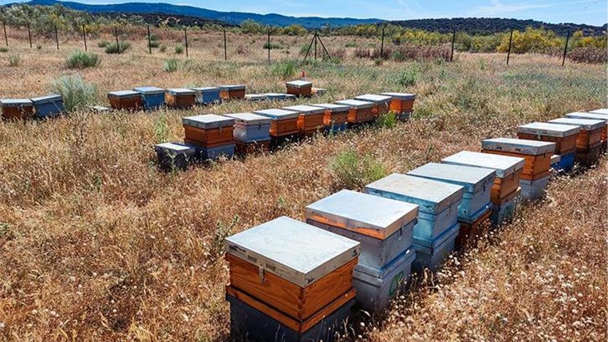 Iberdrola ha recollit la mel solar produïda en una de les seues plantes fotovoltaiques a Espanya, en Campo Arañuelo III (Cáceres).