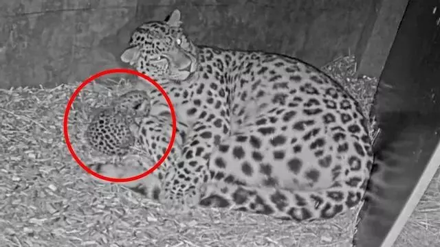 Nace una cría de leopardo de Amur en el zoológico de Copenhague