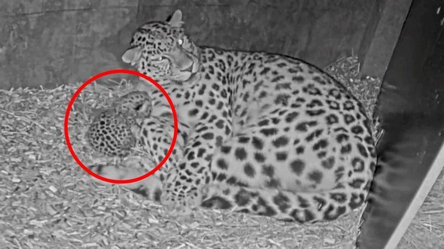 LEOPARDO AMUR BEBÉ ZOO | Nace una cría de leopardo de Amur en el zoológico de Copenhague