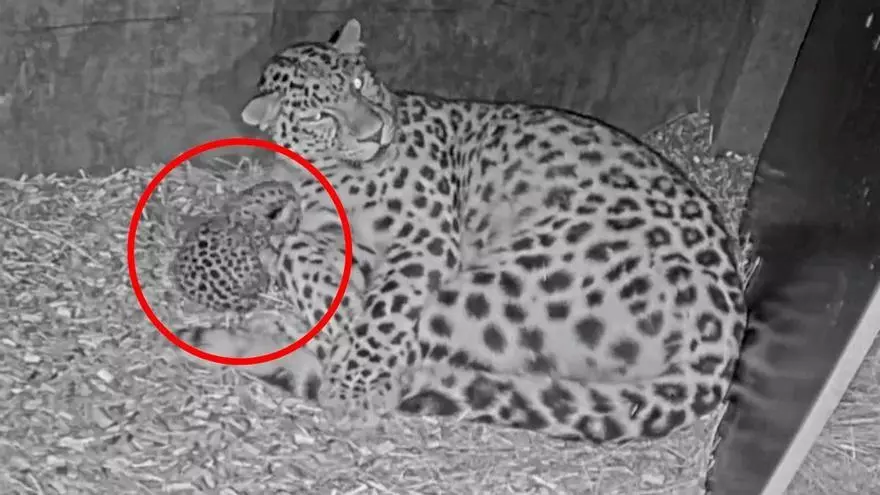 Nace una cría de leopardo de Amur en el zoológico de Copenhague