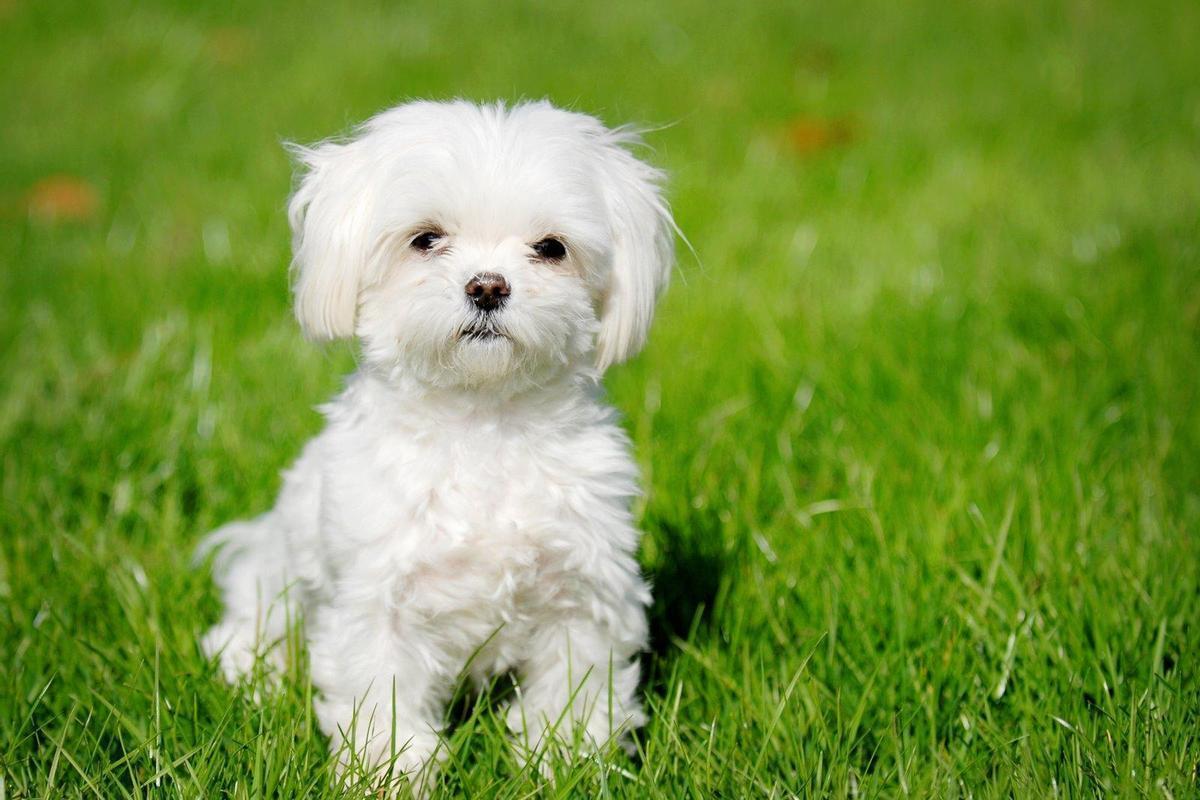 Bichón Maltés.