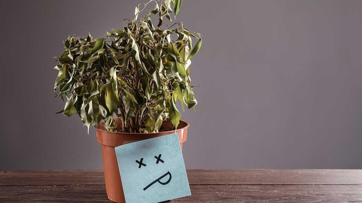 Cómo recuperar plantas secas y enfermas: sólo tienes que seguir estos cinco pasos
