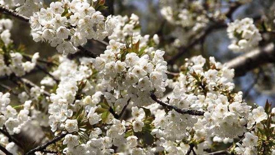 Alfarnate celebra este domingo Sakura, la fiesta de la floración del cerezo