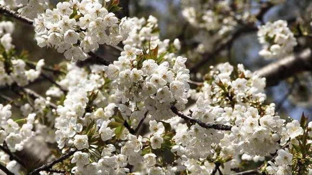 Cerezos en flor, en Alfarnate.