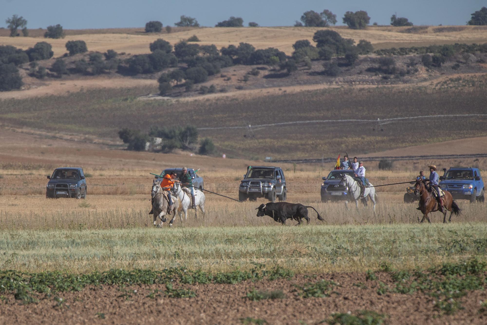 GALERIA | Encierro de campo en El Pego