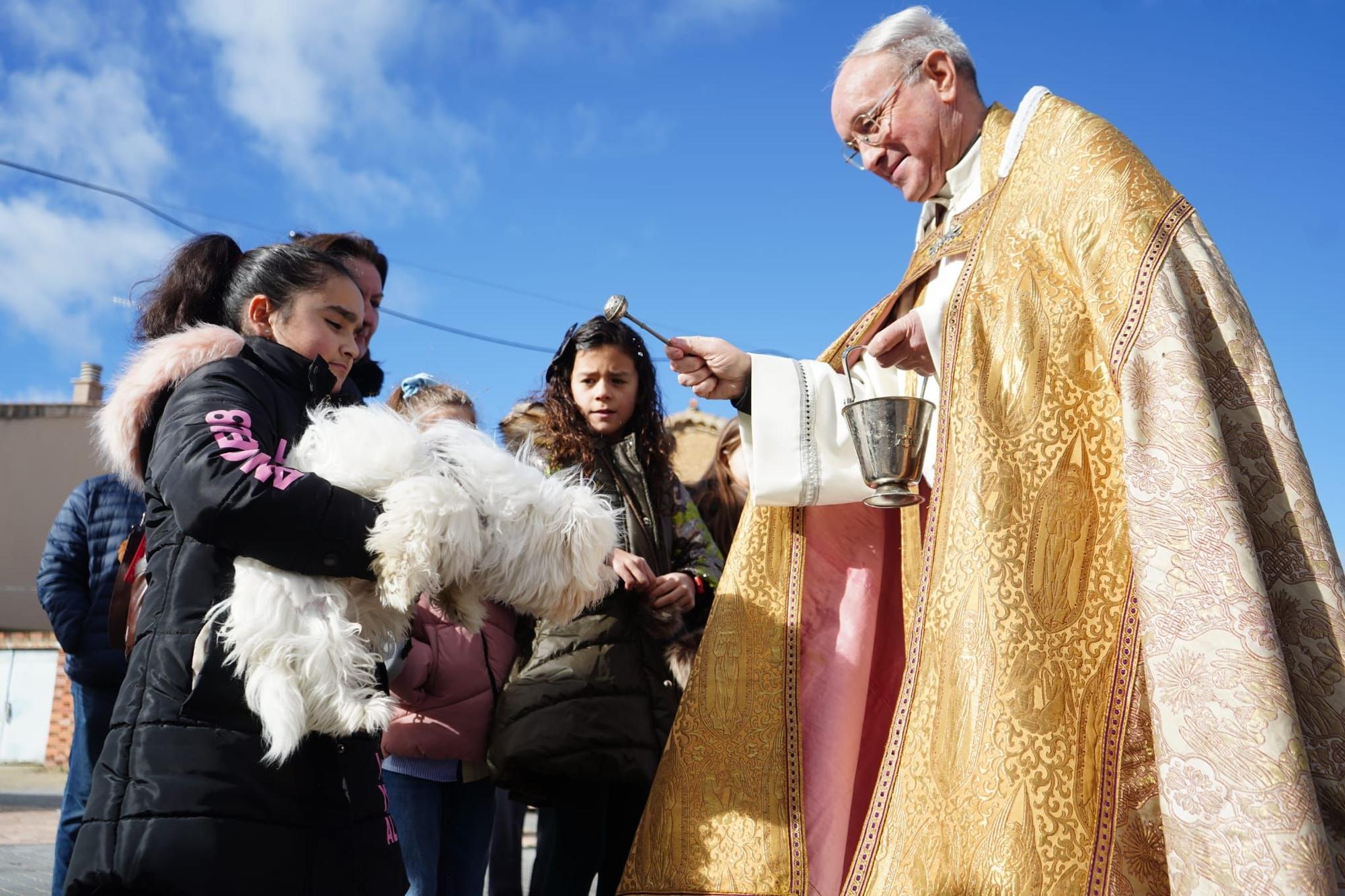 GALERÍA | Así celebran San Antón en Monfarracinos: quintas, animales y bendiciones