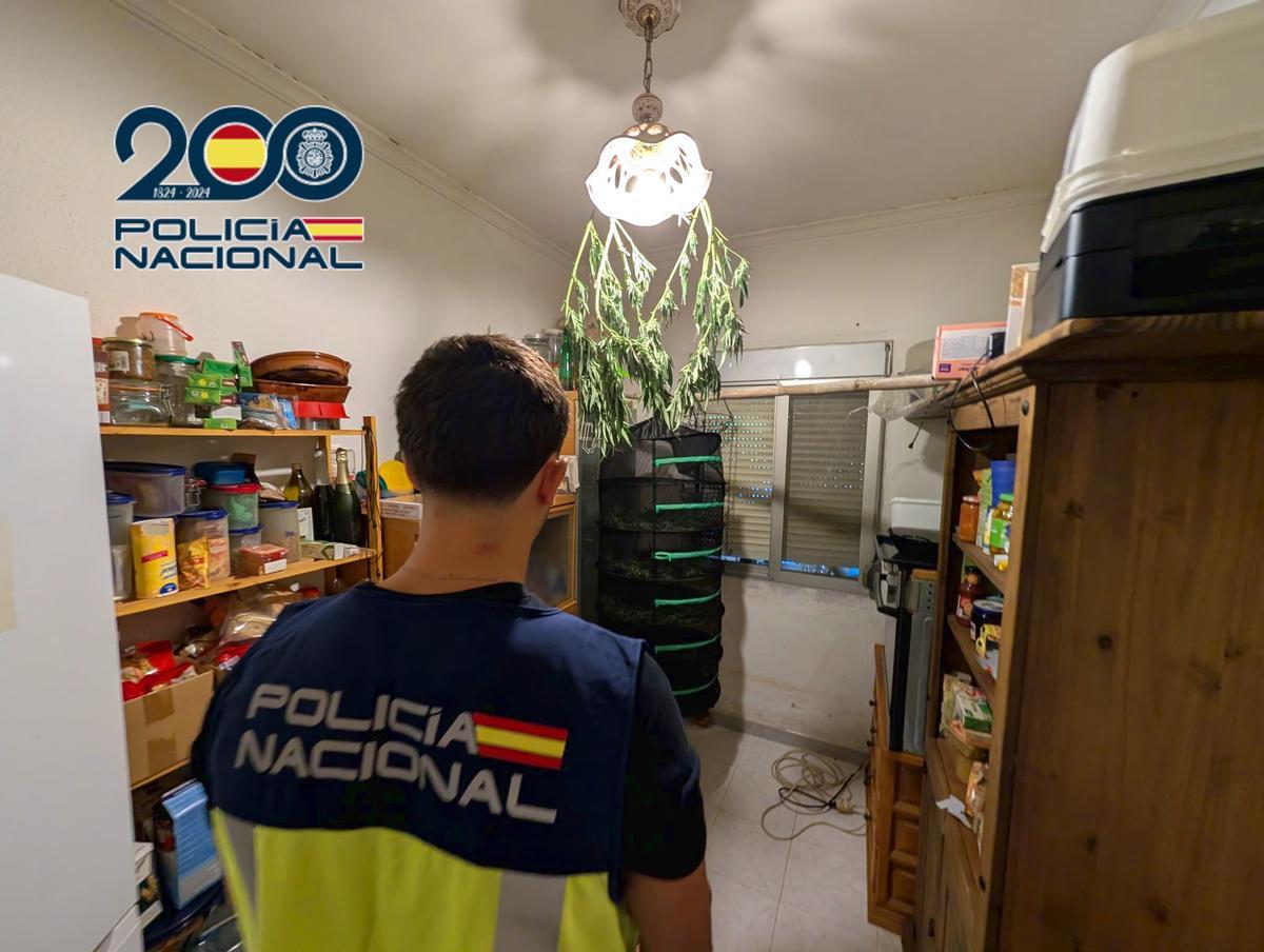 Inspección del interior de la casa: marihuana secándose y colgada de una lámpara