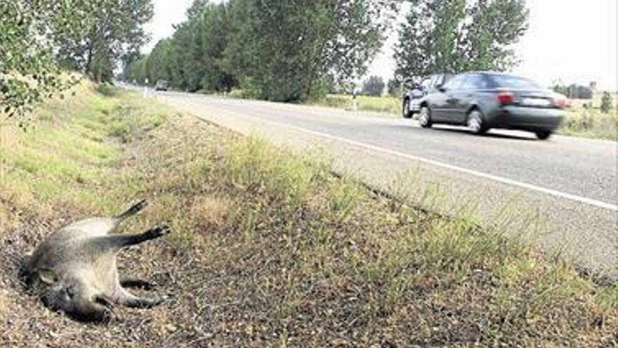 El conductor y no el coto pagará los daños por siniestros con un animal