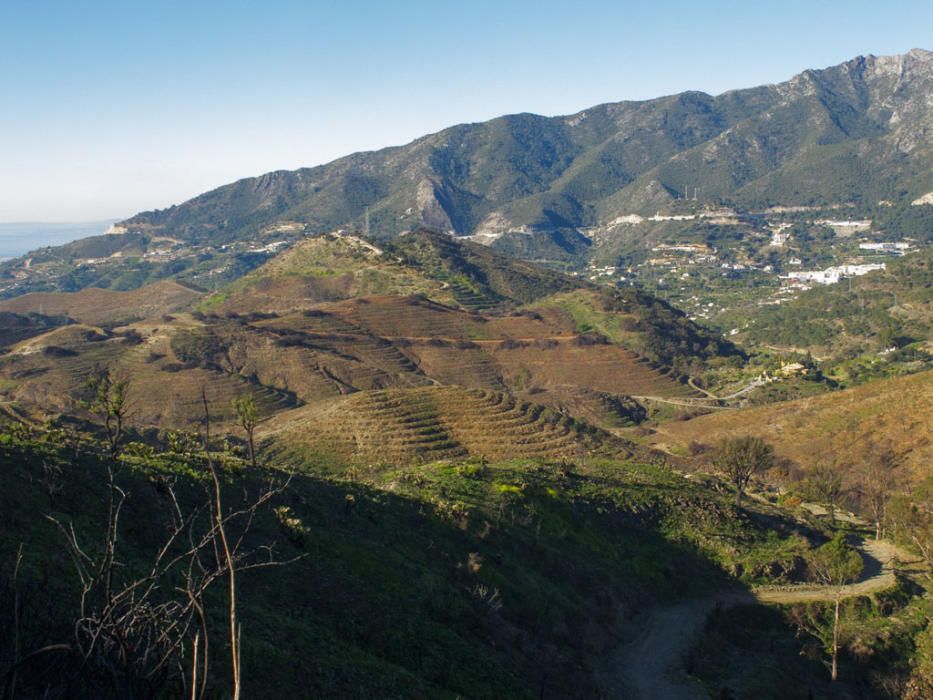 Hace cinco años, un gran incendio afectaba a 8.000 hectáreas de los municipios de Coín, Alhaurín el Grande, Mijas, Marbella, Ojén y Monda. Hoy se trabaja en recuperar las zonas afectadas.