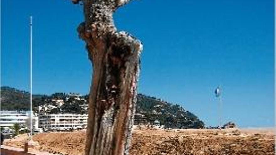 Una de les moreres en mal estat que es canviarà al passeig.