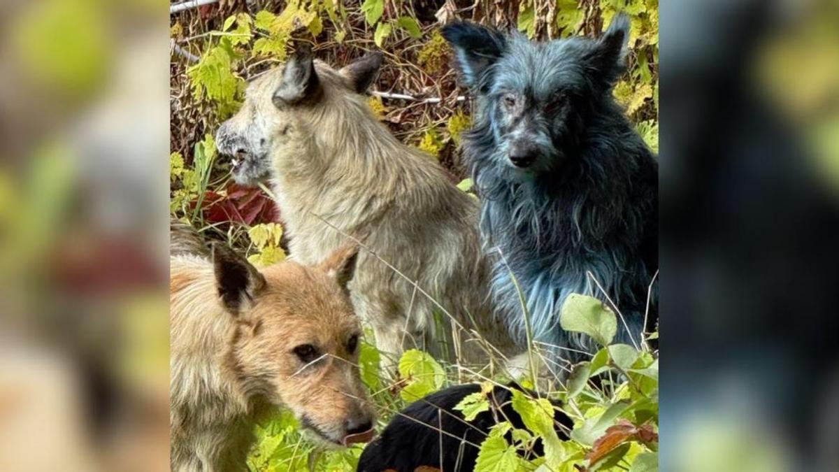 Imagen viral de perros azules en Chernóbil.