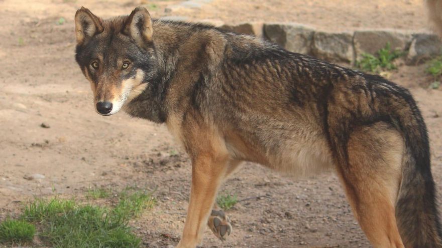 Lobo: la despoblación y la destrucción de cultivos favorece la reintroducción del lobo en la Comunitat Valenciana.