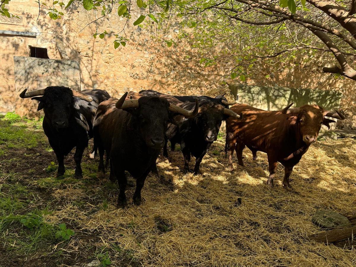 Los 'Samueles' se podrán visitar estos días