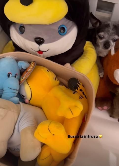 La 'storie' donde se puede leer 'Carlo' en uno de los peluches