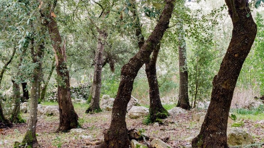 El Govern publica la primera &#039;Guía de los Bosques de Baleares&#039;