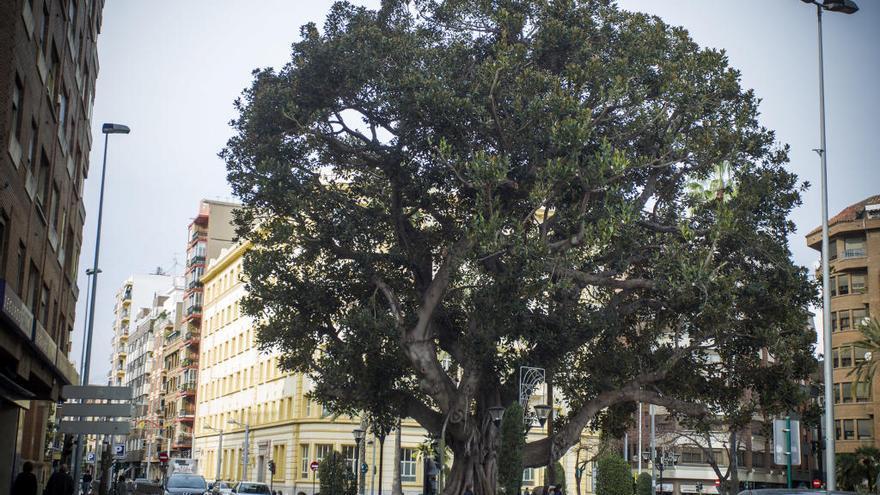 El ficus de Mª Agustina y la olivera de Rey don Jaime, árboles monumentales