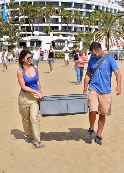 GARZA ÁNADE TORTUGA SUELTA CHARCA MASPALOMAS