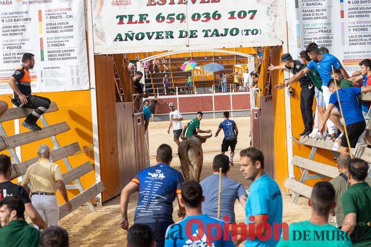 Segundo encierro de la Feria Taurina del Arroz en Calasparra